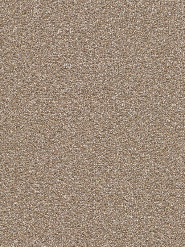 Dreamweaver Carpet Cape Cod Acorn Carpet 2540_858