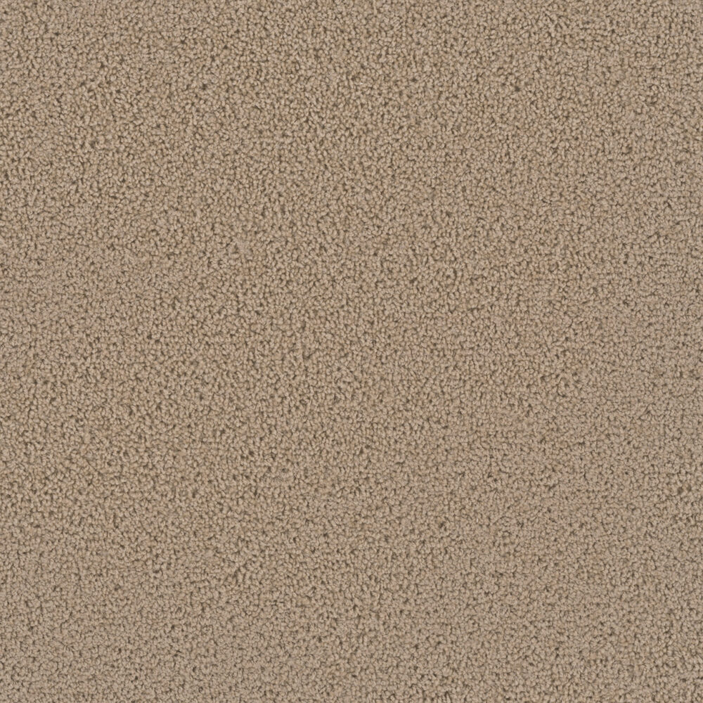 Dreamweaver Carpet First Step Satinwood Carpet 4160_555