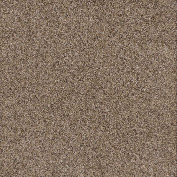 Dreamweaver Carpet Toast Of The Town Briarwood Carpet 5315_503