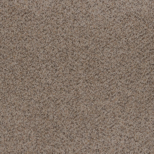 Dreamweaver Carpet Toast Of The Town Oyster Bay Carpet 5315_536