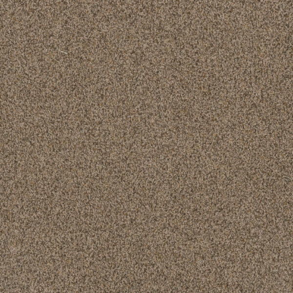 Dreamweaver Carpet Toast Of The Town Oakfield Carpet 5315_690